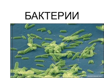 Презентация по биологи по теме бактерии