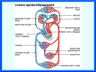 Урок на тему Дыхание