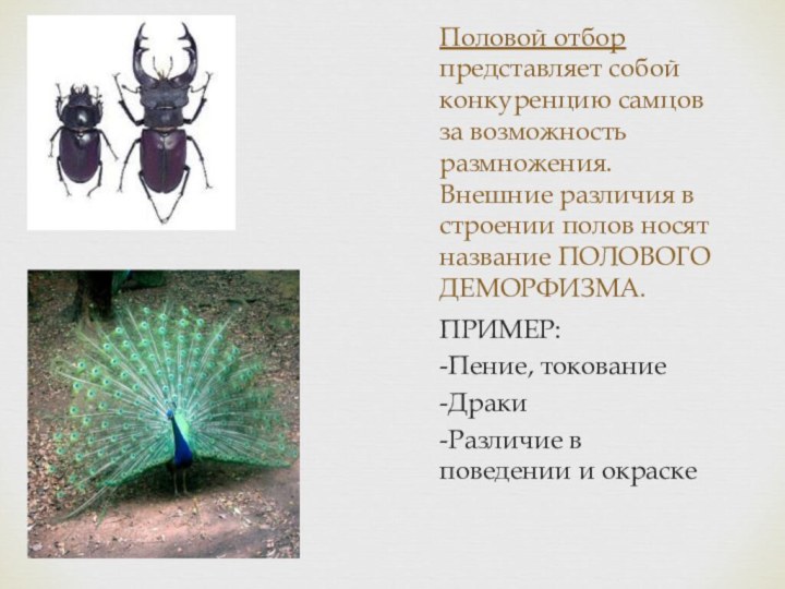 Половой отбор представляет собой конкуренцию самцов за возможность размножения. Внешние различия в