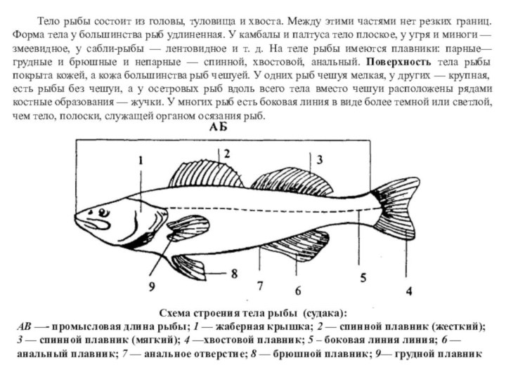 Треска схема. Внешнее строение рыбы судака. Схема строения рыбы судака. Строение частей тела рыбы Судак. Строение частей рыбы Судак.