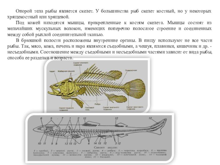 Опорой тела рыбы является скелет. У большинства рыб скелет костный, но у