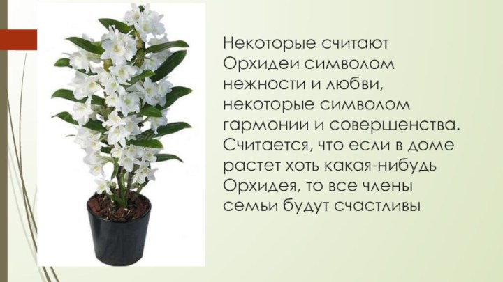 Некоторые считают Орхидеи символом нежности и любви, некоторые символом гармонии и совершенства.