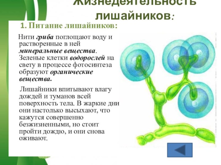 Жизнедеятельность лишайников:   1. Питание лишайников:   Нити гриба поглощают