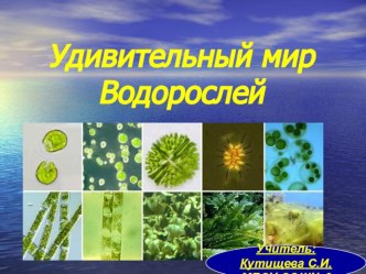 Презентация урока биологии по теме Удивительный мир водорослей (5 класс, УМК Пасечник В.В.)