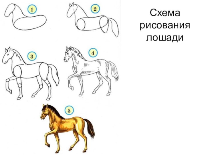 Схема рисования лошади