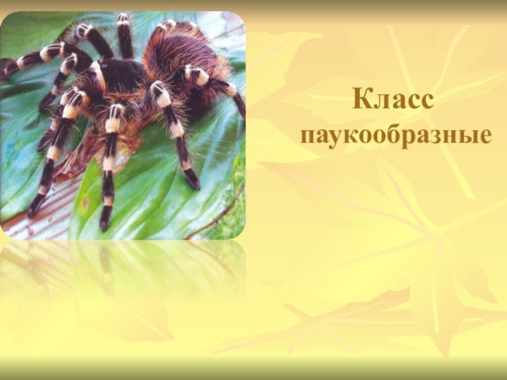 Класс 		   паукообразные