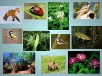 Презентация по биологии на тему Классификация организмов (5 класс Издательство:Русское слово)