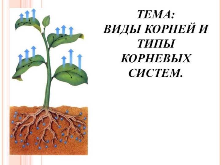 ТЕМА:  ВИДЫ КОРНЕЙ И ТИПЫ КОРНЕВЫХ СИСТЕМ.