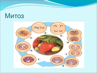 Презентация  Митоз клеток