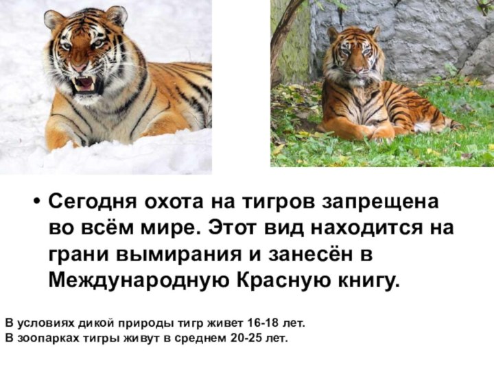 Сегодня охота на тигров запрещена во всём мире. Этот вид находится на