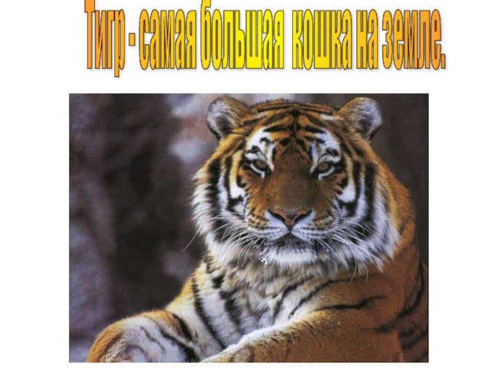 Тигр - самая большая кошка на земле.