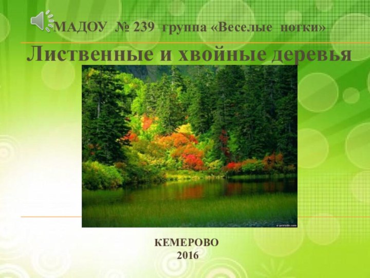 Кемерово  2016МАДОУ № 239 группа «Веселые нотки»Лиственные и хвойные деревья