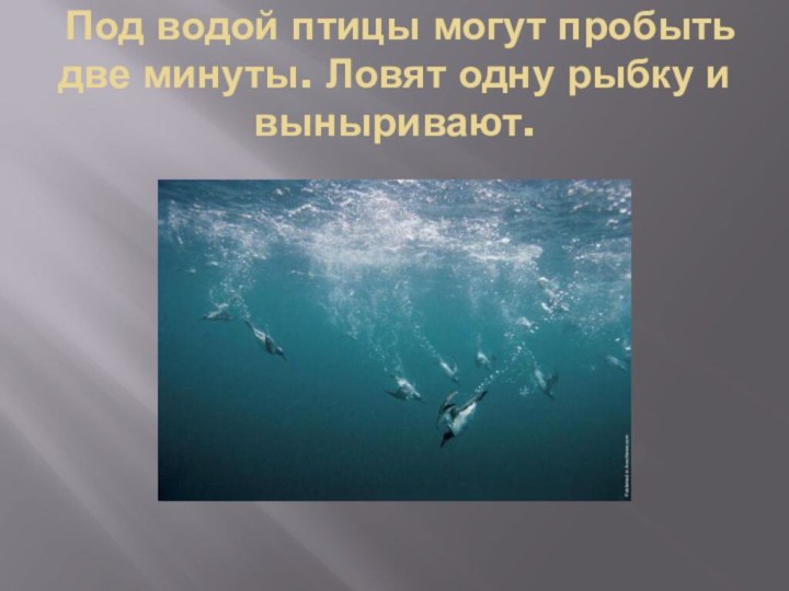 Под водой птицы могут пробыть две минуты. Ловят одну рыбку и выныривают.