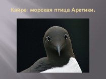 Презентация по окружающему мируКайра-морская птица Арктики