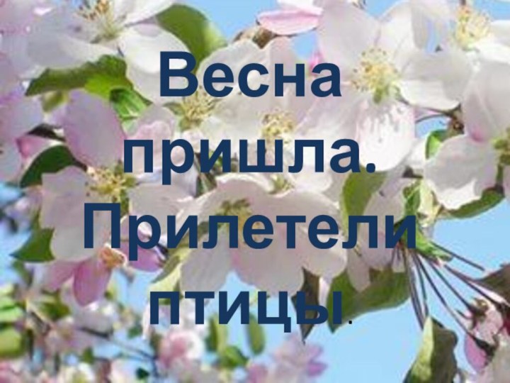 Весна пришла. Прилетели птицы.