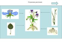 Интерактивная схема Строение растений.