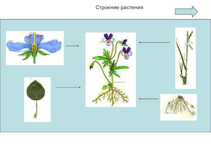 Строение растенияСтроение растения