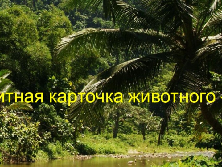 Визитная карточка животного -«Обезьяна»