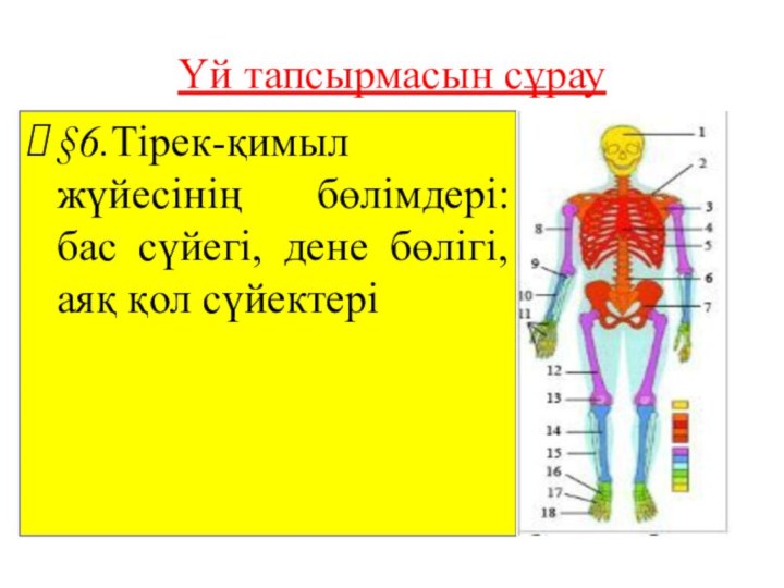 Үй тапсырмасын сұрау§6.Тірек-қимыл жүйесінің бөлімдері: бас сүйегі, дене бөлігі, аяқ қол сүйектері