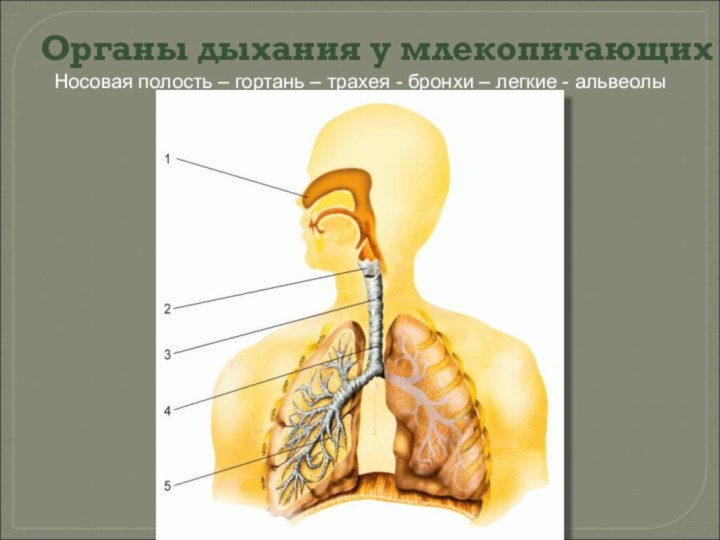 Органы дыхания у млекопитающих Носовая полость – гортань – трахея - бронхи – легкие - альвеолы