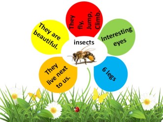 Презентация открытого урока по английскому языку на тему Насекомые (5 класс)