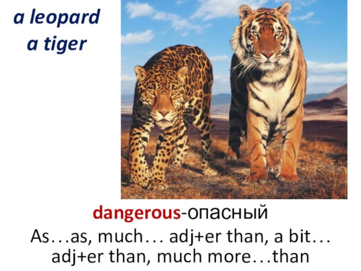 a leopard a tigerdangerous-опасныйAs…as, much… adj+er than, a bit… adj+er than, much more…than