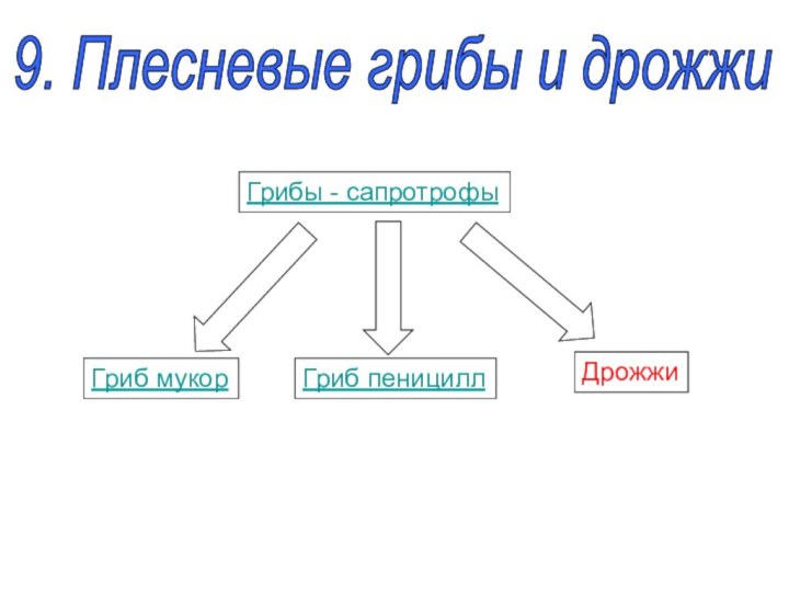 9. Плесневые грибы и дрожжиГрибы - сапротрофыГриб мукорГриб пенициллДрожжи