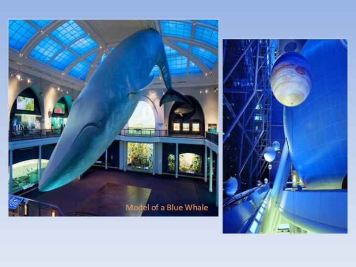 Model of a Blue Whale