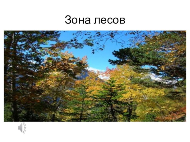 Зона лесов