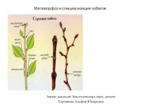 Презентация по биологии, Метаморфоз и специализация побегов