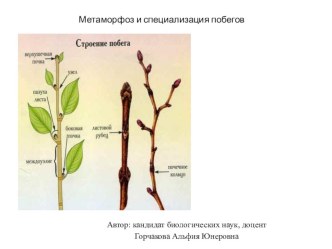 Презентация по биологии, Метаморфоз и специализация побегов