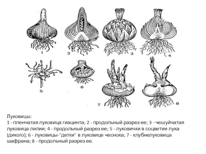 Строение лилии схема