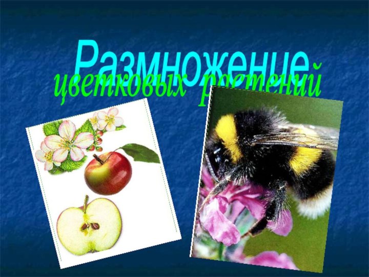 Размножение цветковых растений