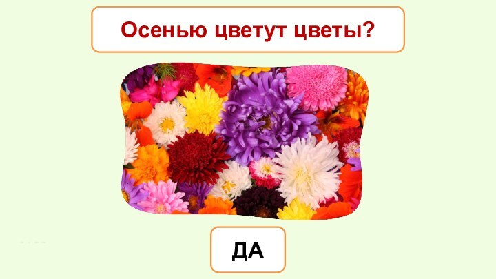 Осенью цветут цветы?ДА