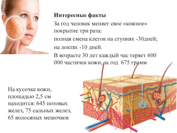 Презентация по теме строение и функции кожи