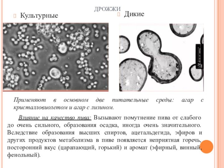 Рассмотрите изображение дрожжей какое свойство. Дрожжи микробиология. Формы клеток дрожжей. Дрожжевые грибы микробиология. Культурные дрожжи.