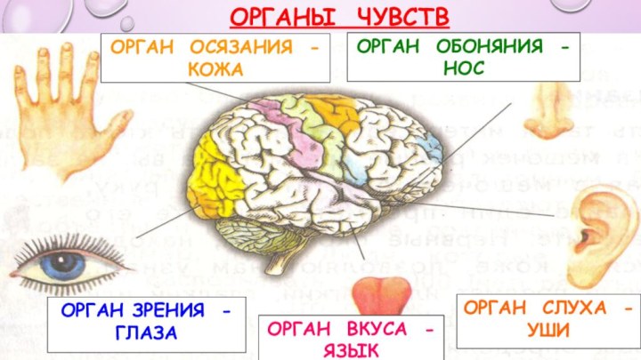 ОРГАН ЗРЕНИЯ - ГЛАЗАОРГАН СЛУХА - УШИОРГАН ОБОНЯНИЯ - НОСОРГАН ВКУСА -