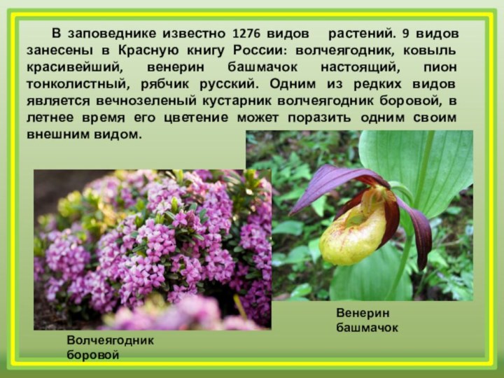 В заповеднике известно 1276 видов  растений. 9 видов занесены в Красную
