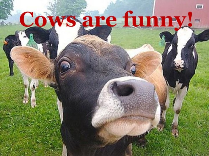 Cows are funny!