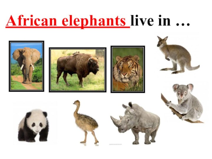 African elephants live in …