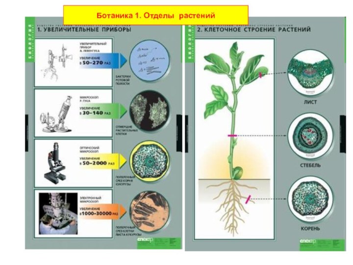 Пономарева ботаника