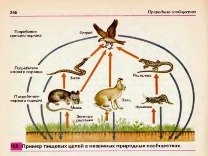 Уникальное природное сообщество