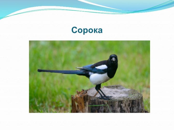 Сорока