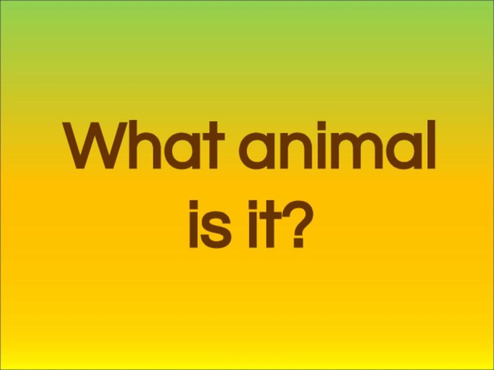 What animal is it?