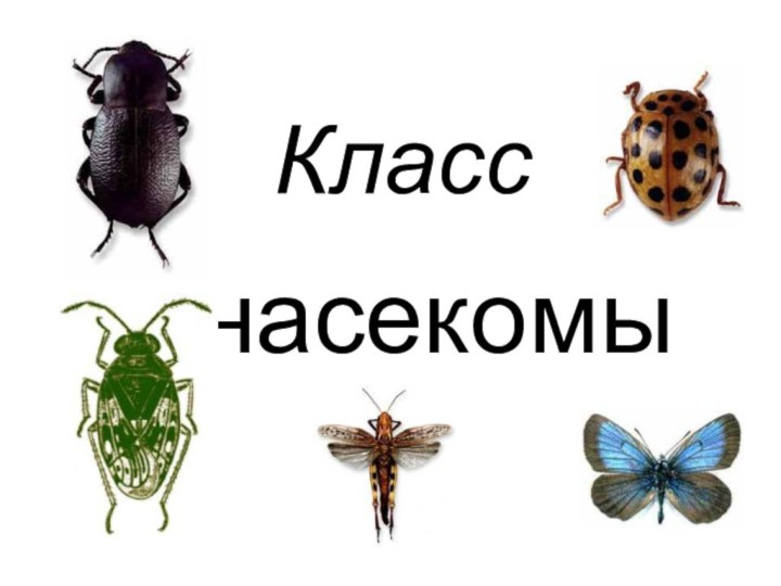 Класснасекомые