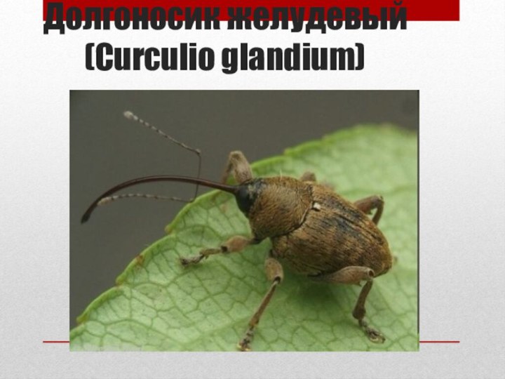 Долгоносик желудевый (Curculio glandium)