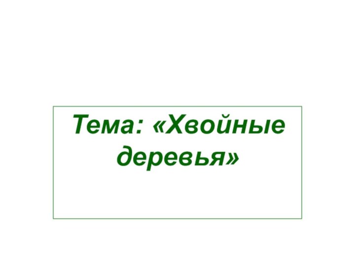 Тема: «Хвойные деревья»