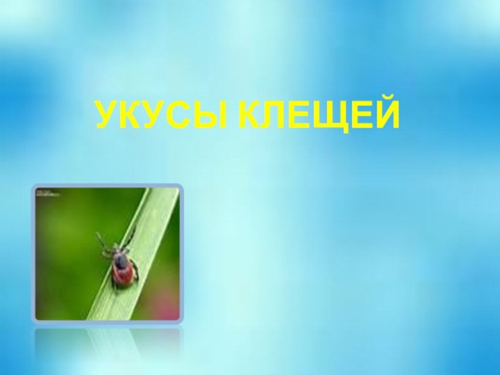 УКУСЫ КЛЕЩЕЙ