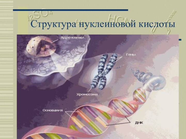 Москва 2002Структура нуклеиновой кислоты