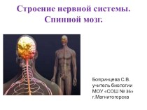 Презентация по биологии для 8 класса по теме Строение нервной системы. Спинной мозг